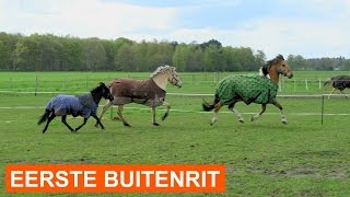 SterreVLOG #1.1 Paarden ontmoeten elkaar & eerste buitenrit! | felinehoi