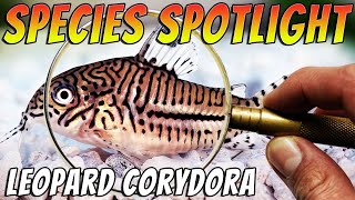 Leopard Corydora/Three stripe Corydora - Corydoras trilineatus Freshwater Aquarium Catfish Profile Thumbnail