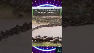 🟢Короткие новости - рынок зелёный! #криптовалюта #криптомем #обзоррынка #криптокурс #трейдинг