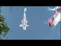 Betta Koi Pleco Snail Carp Fish Goldfish An Guppy Guppies Catfish animals Videos/ROYAL TAMIL Viewers