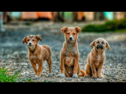 street dog's small help from saideep vlog Telugu....#saideep vlog Telugu 🥺....#dog #streetdog #help