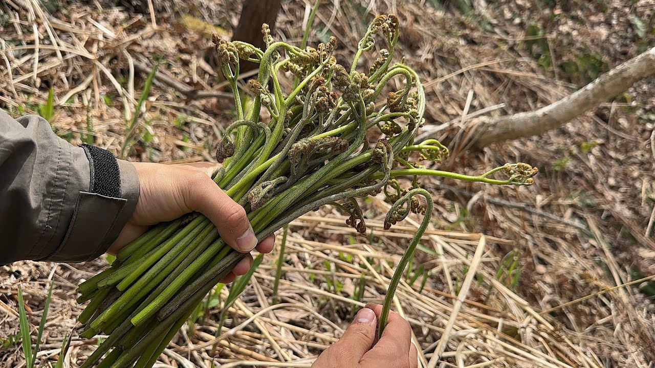 山菜採り 極上ワラビ、コシアブラ、コゴミ、ヌルデなど11種類を採りおいしく食べる