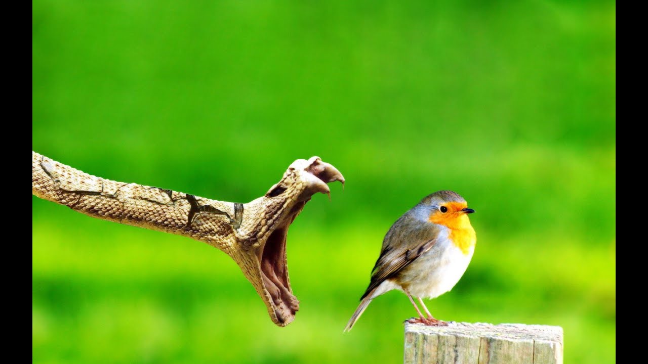 pet monitor lizard eating best pet monitor lizard my pet monitor