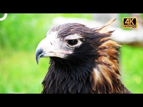 GÖKYÜZÜNÜN EN VAHŞİ EFENDİLERİ! 🦅 | TÜRKÇE DUBLAJ | 4K HAYVAN BELGESELİ