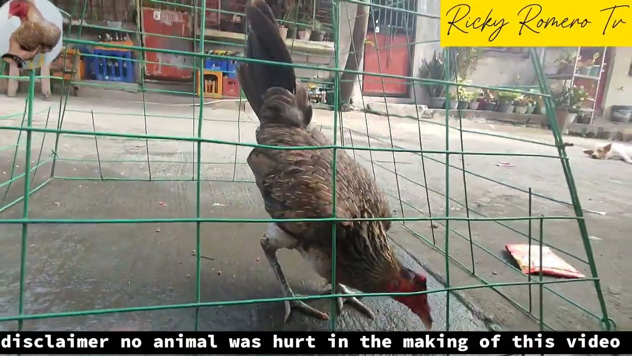 HENNIE CHICKEN RICKY ROMERO TV YouTube