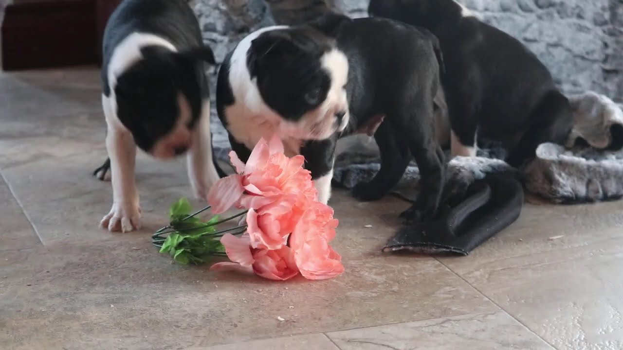 Boston Terrier Puppies For Sale