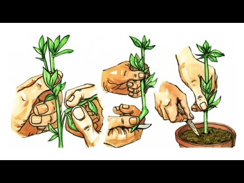 Video: Plantar esquejes de cerezos - Cómo propagar un cerezo por esquejes