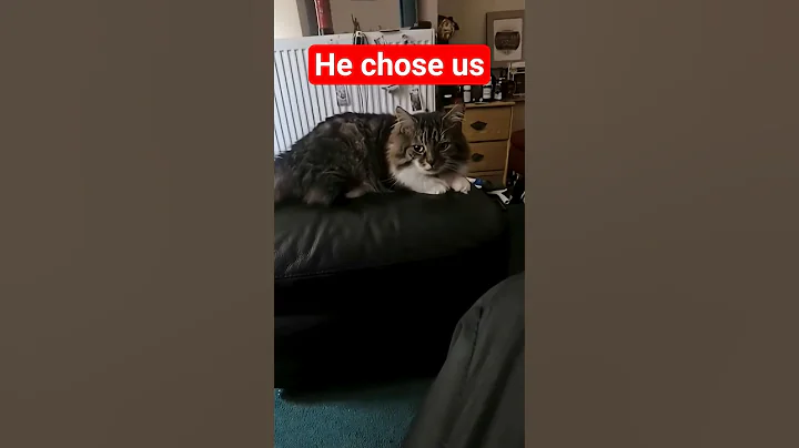 Video 11530551: siberian forest cat, furry cat, cat rescue