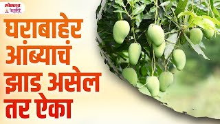 Gharat Ambyache Jhad Kontya Dishela Asave : Ambyachya Jhada Sathi Vastu Tips #vastutipsformangoplant