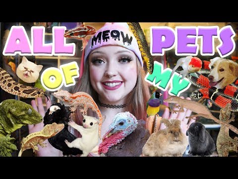 ALL OF MY PETS! 100+!