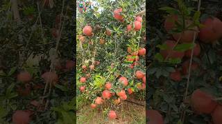 Pomegranate farm - Jain Bhagva Tissue culture