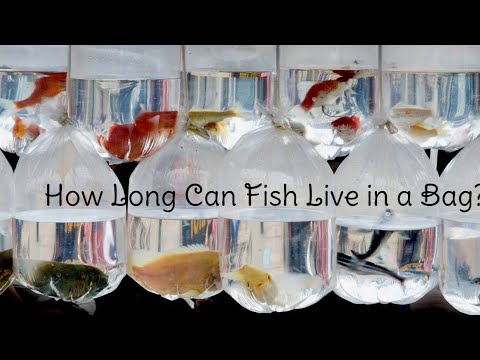 How Long Can Fish Stay in a Bag With Oxygen 