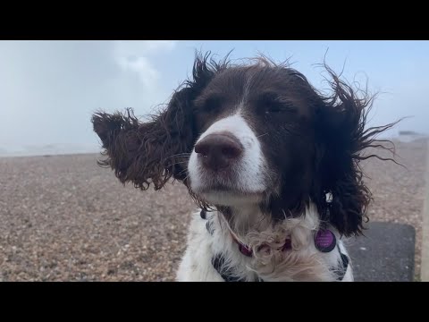 Is It Windy? Dog Helps Measure Storm Eunice Winds Using Ears