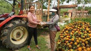 People help harvest oranges and sell them to traders - Farm in the forest