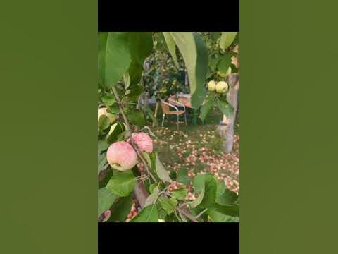 Яблоня не плодоносит. Что делать? #яблони #плодовыедеревья - YouTube