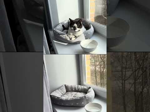 Как ощущается жизнь с котами и без😊 А вообще без кота жизнь не та #cat #кот