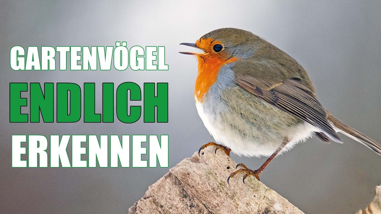 Top 10 Garten-Vögel: So könnt Ihr sie erkennen