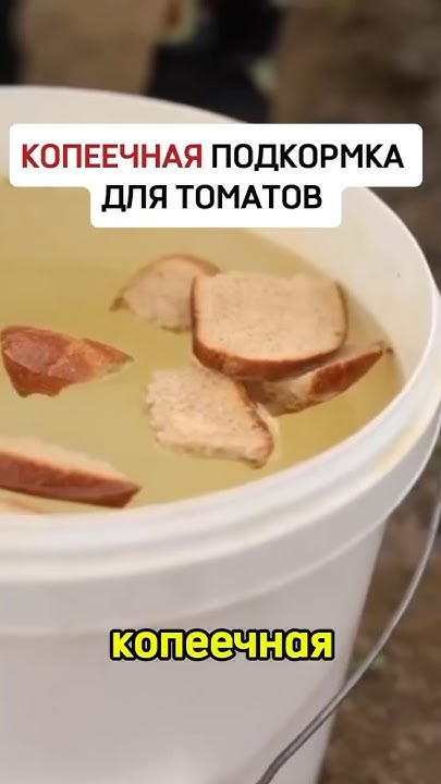 Копеечная подкормка для томатов #огород #дача #удобрение #томаты - YouTube