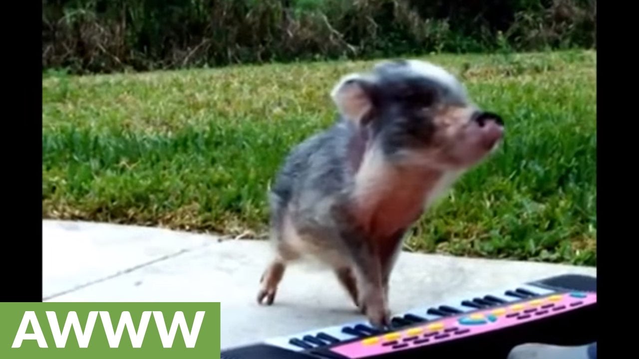 Baby pig plays the piano YouTube