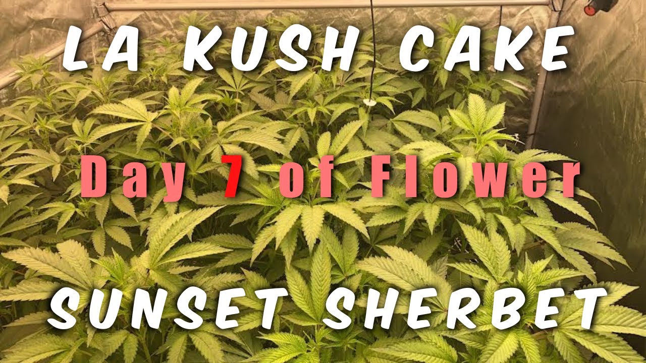 Day 7 of Flower | La Kush Cake & Sunset Sherb