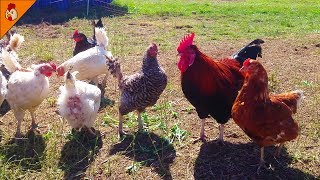 Rooster And Chicken Videos On Youtube