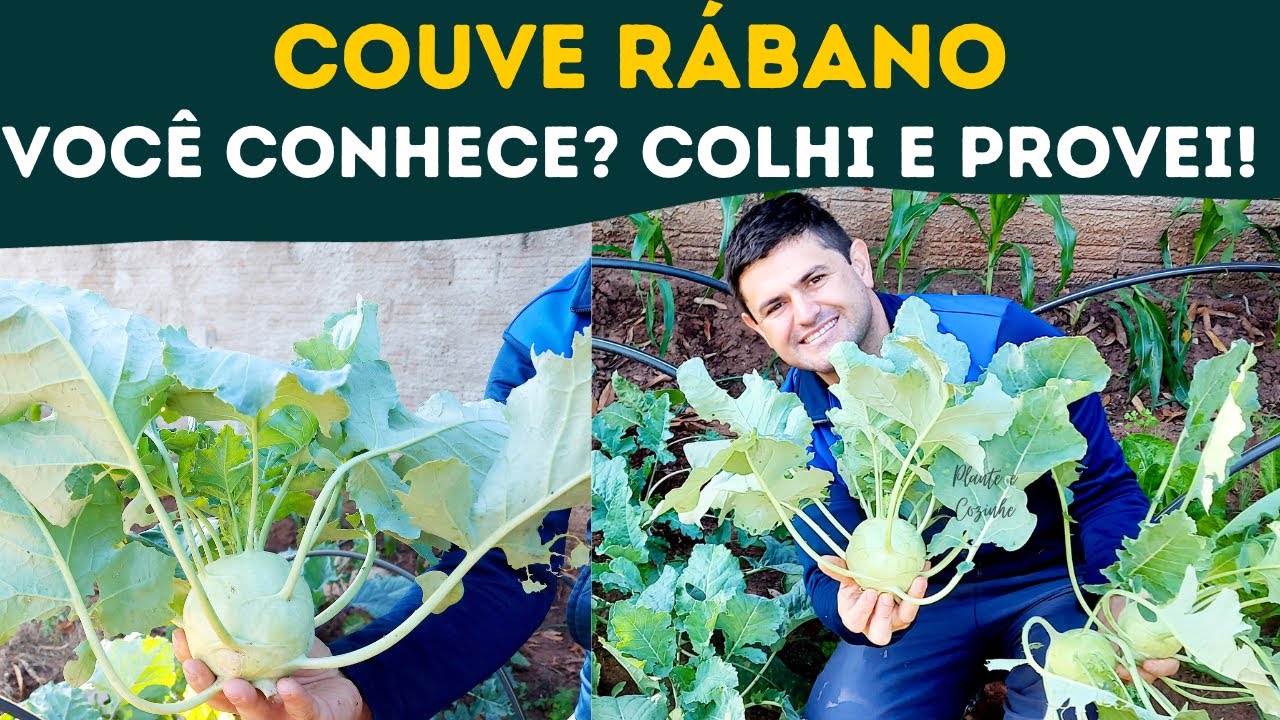 INCRÍVEL COUVE RÁBANO orgânica na HORTA de QUINTAL. DICAS de CULTIVO e como PLANTAR. Vídeo completo