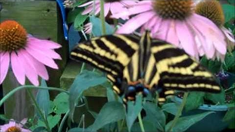 Surah adh-dhariyat by Ramazan Shukur :: سورة الذاريات رمضان شكور- رحمة الله