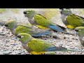 Burrowing Parrot (Cyanoliseus patagonus).