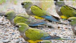 Burrowing Parrot (Cyanoliseus patagonus).