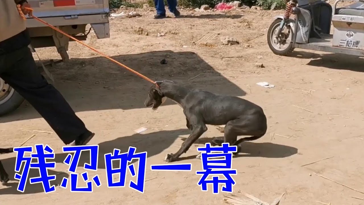 狗市上一隻被賣掉的狗狗，不願離開媽媽的毛孩子，被硬生生的拖走【我是趙姐】