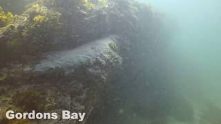 Scuba Diving in Sydney at Gordons Bay