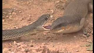 Dans le sud marocain Il fait chaud  Animaux du désert  Reptiles et Cobras.