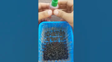 Крупный карась будет клювать всегда! Как поймать карася? Секретная приманка.#shorts
