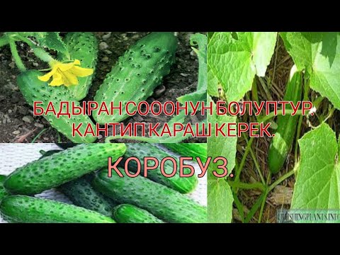 Video: Бадыраң себүү