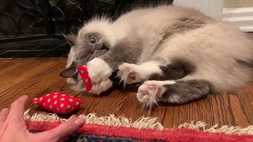 Ragdoll Cats Ash and Addie Get Ratherbee Catnip Toys for Christmas 🎄