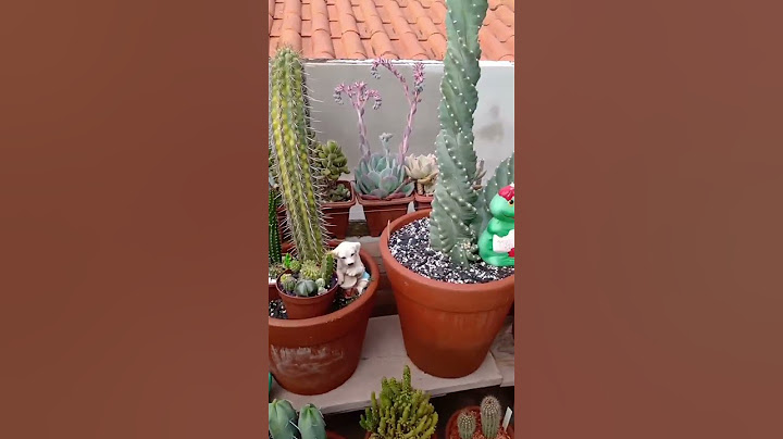 Jardim de Cactos 💚