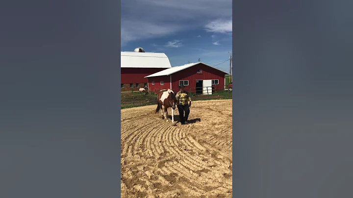 Halter Gelding 19 YRS