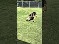 Bear video