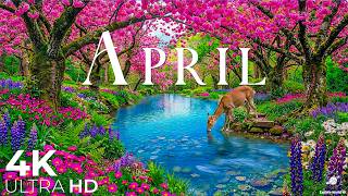 April 2026 – Peak Spring 4K 🌸 A World of Flowers, Cherry Blossoms & Gentle Morning Glow screenshot 3