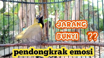 PANCINGAN SOGON AGAR IKUT GACOR PUTAR SAMPAI SELESAI  #pancingansogon #sogongacor #sogongacorngleper