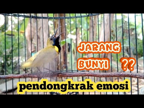 PANCINGAN SOGON GACOR NGLEPER‼SOGON TROTOL GACOR CUIT CUIT MEMANGGIL LAWAN