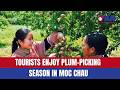 Tourists enjoy plum-picking season in Moc Chau