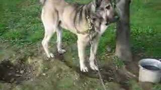 Baş Köpek Afyonlu Arap