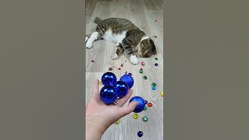 Funny Cat Barsik 💎🌈 Balls 🔵 Reverse video #marblerunandmore #cat #reverse