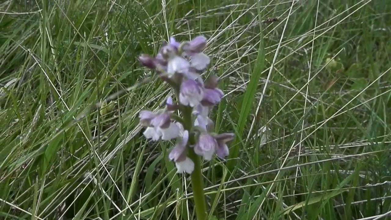 Orchis morio - vstavač kukačka