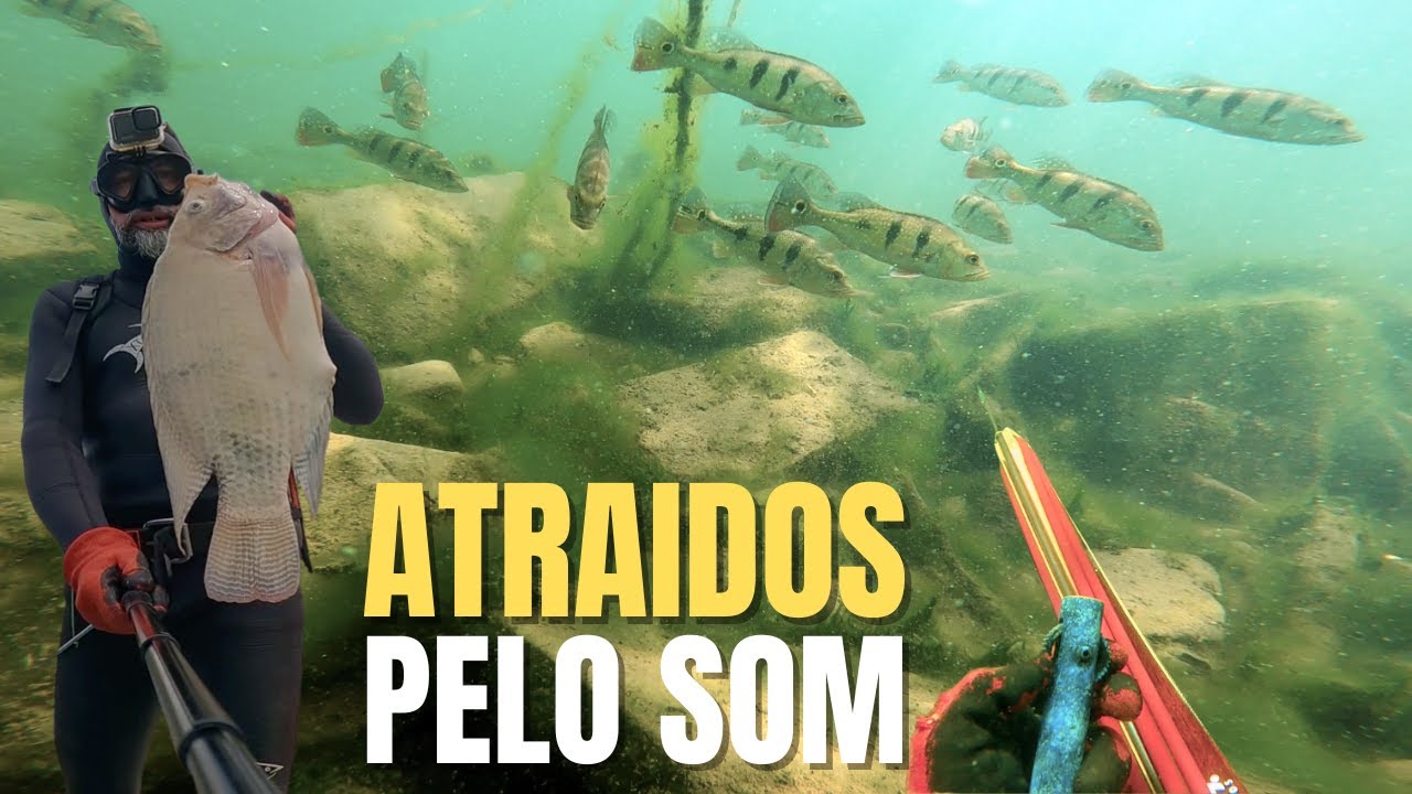 Hunter's Pesca Sub - Encontro com Cardumes de Tucunarés e Tilápias no Rio Grande