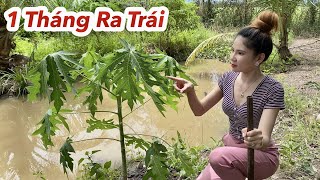 Mẹo Trồng Cây Nhanh Ra Trái, Bí Quyết Trồng Cây Đu Đủ 1 Tháng Có Trái Quằn Cây