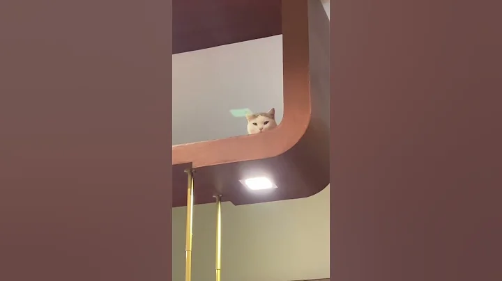 Watch the video about #cat #cute #scottishfold #funny