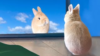 Cute and Funny Netherland dwarf bunny baby rabbit compilation 2020