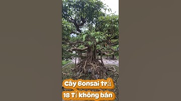 Trả 18 Tỉ Vẫn Không Bán #trend